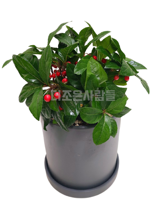 천냥금(테이블용)